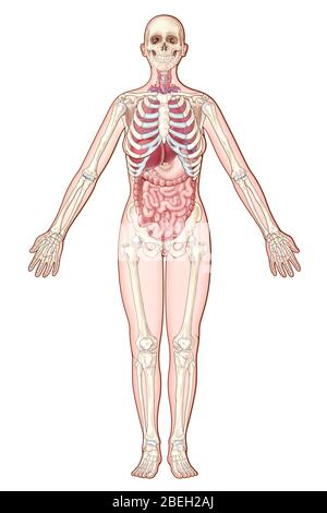 Sistemi per organi, illustrazione Foto Stock