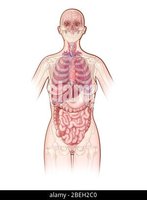 Sistemi per organi, illustrazione Foto Stock