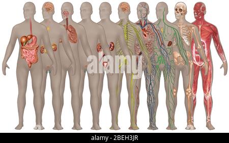 Sistemi umani nell'anatomia maschile Foto Stock