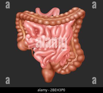 Peluche Gigante Colon - Modello Anatomico Morbido Per La Digestione | Regalo Divertente E Istruttivo Per Bambini E Adulti