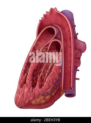 Sezione trasversale del cuore, illustrazione Foto Stock