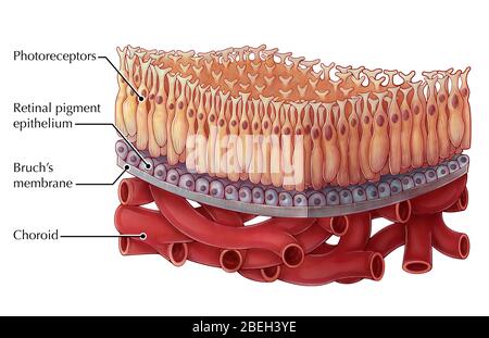 Macula della Retina, illustrazione Foto Stock