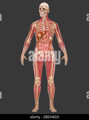 Apparato digerente, scheletrico e muscolare, femmina Foto Stock