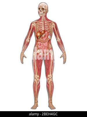 Apparato digerente, scheletrico e muscolare, femmina Foto Stock
