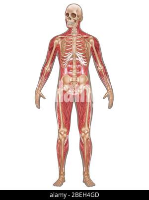 Sistemi scheletrici e muscolari, anatomia maschile Foto Stock