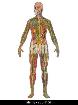 Tutti i sistemi corporei nell'anatomia femminile Foto Stock