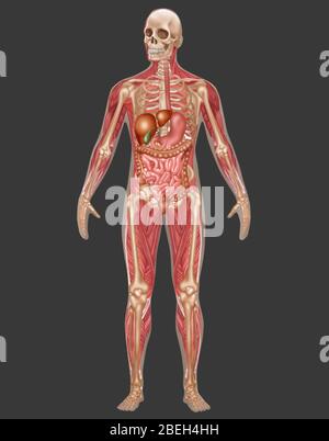 Apparato digerente, scheletrico e muscolare, maschio Foto Stock