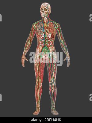 4 sistemi corporei nell'anatomia femminile Foto Stock