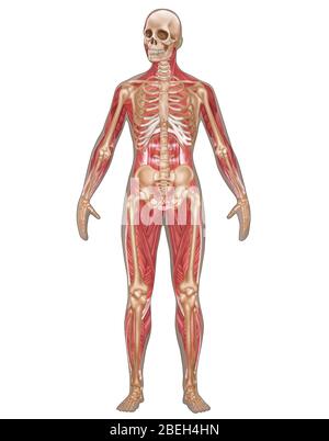 Sistemi scheletrici e muscolari, Anatomia femminile Foto Stock