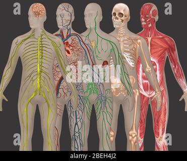 5 sistemi del corpo nell'anatomia maschile Foto Stock