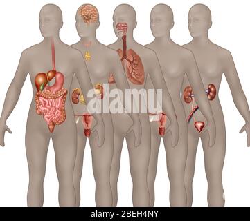 Sistemi di organi illustrati nell'anatomia femminile. Dal primo piano allo sfondo sono rappresentati: Apparato digerente, apparato endocrino, apparato respiratorio, apparato riproduttivo maschile e apparato urinario. Foto Stock