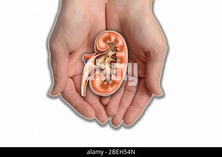 Mani tenere Kidney, illustrazione Foto Stock