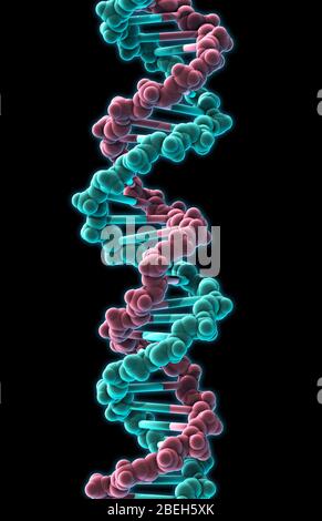 DNA, modello molecolare Foto Stock