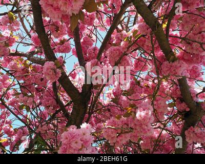 Close-up view of blossom on a beautiful blooming pink Flowering Cherry tree on a bright sunny April day in Spring Foto Stock