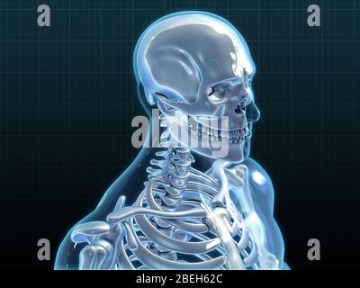 Human Skeleton, opere d'arte Foto Stock