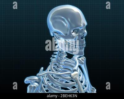 Human Skeleton, opere d'arte Foto Stock