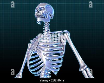 Human Skeleton, opere d'arte Foto Stock