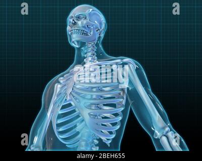 Human Skeleton, opere d'arte Foto Stock