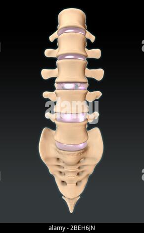 Vertebre lombari e Sacrum, illustrazione Foto Stock