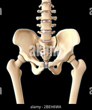 Ossa dell'anca, vista anteriore Foto Stock