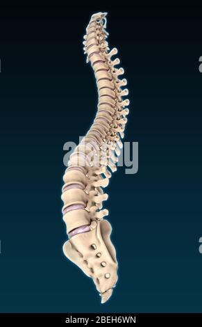 Colonna vertebrale, illustrazione Foto Stock