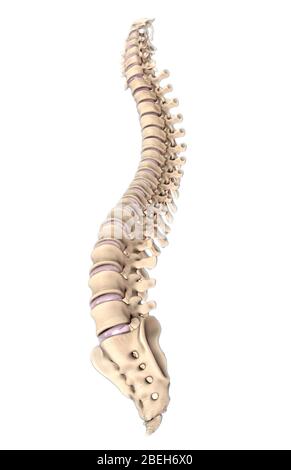 Colonna vertebrale, illustrazione Foto Stock