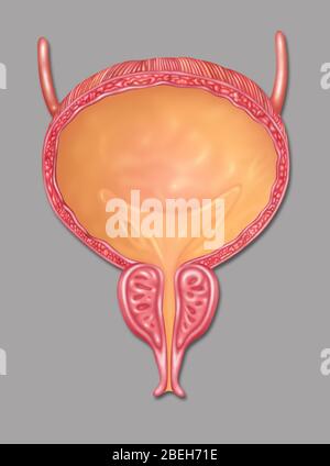 Vescica maschile, illustrazione Foto Stock