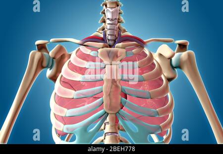 Illustrazione di cuore Foto Stock