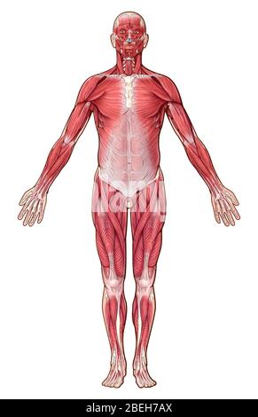 Sistema muscolare, illustrazione Foto Stock