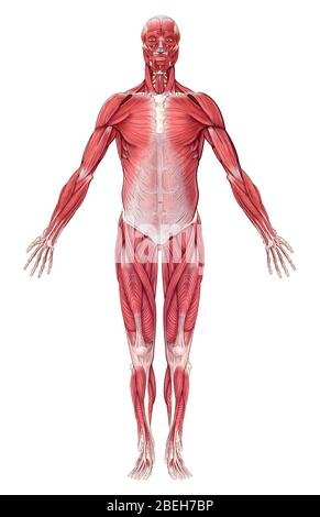 Sistema muscolare, illustrazione Foto Stock