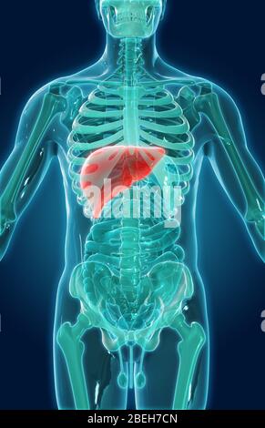 Fegato e Gallbladder, illustrazione Foto Stock