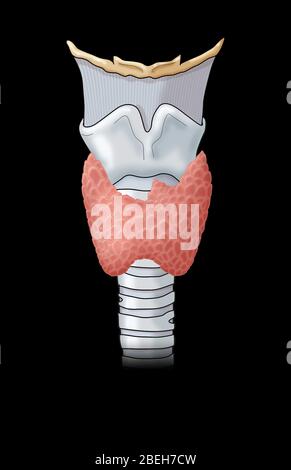 Tiroide e Laringe Foto Stock