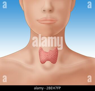 Illustrazione che mostra la posizione della ghiandola tiroidea in una figura femminile. Foto Stock