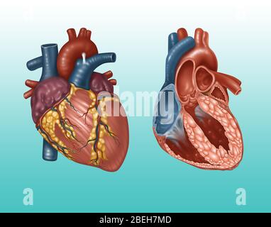 Cuore normale esterno e interno, illustrazione Foto Stock