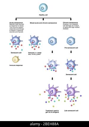 Senescenza cellulare, illustrazione Foto Stock