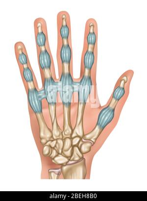 Legamenti delle dita, illustrazione Foto Stock