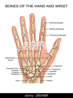 Anatomia della mano, illustrazione Foto Stock