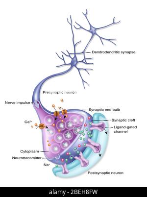 Neurone dettagliato, illustrazione Foto Stock