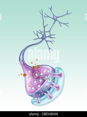 Neurone dettagliato, illustrazione Foto Stock