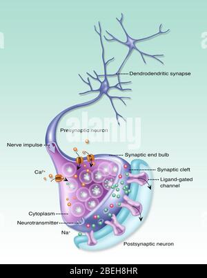 Neurone dettagliato, illustrazione Foto Stock