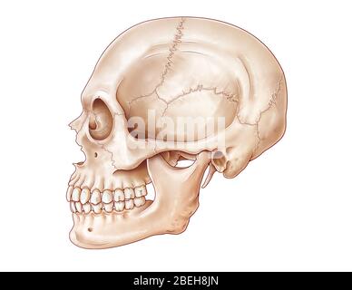 Cranio laterale, illustrazione Foto Stock