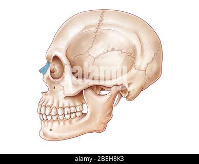 Un'illustrazione del cranio umano da una vista laterale, con l'osso nasale evidenziato in blu. Foto Stock