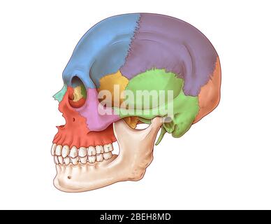 Cranio laterale, illustrazione Foto Stock