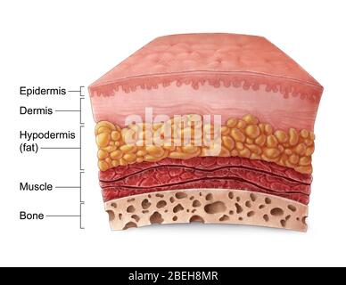 Anatomia della pelle, illustrazione Foto Stock