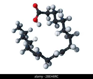 Acido linoleico, modello molecolare Foto Stock