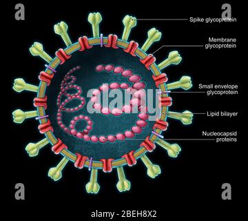 MERS Coronavirus, illustrazione Foto Stock