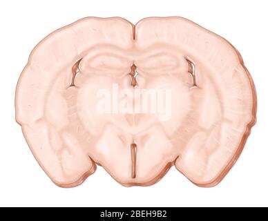 Cervello del mouse, illustrazione Foto Stock