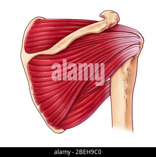 Muscoli delle spalle, illustrazione Foto Stock