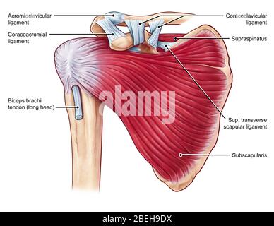 Muscoli delle spalle, illustrazione Foto Stock