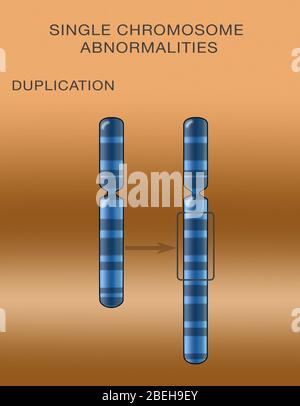 Duplicazione cromosomica, illustrazione Foto Stock